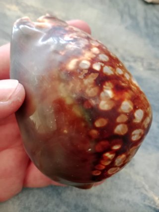 Caracola Cauri Marrón y amarillenta
