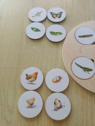 Juego Montessori de madera de ciclos de la vida
