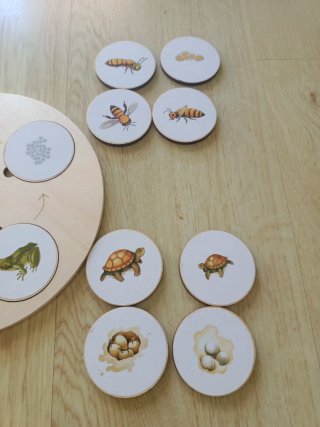 Juego Montessori de madera de ciclos de la vida
