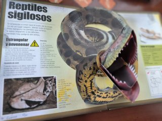 Libro pop Up y desplegable: La jungla