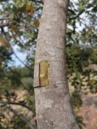 Poda todo los tiempos de árboles jardinria
