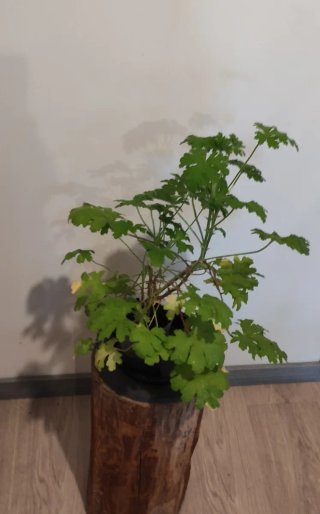 Planta Citronela  Anti-Mosquitos