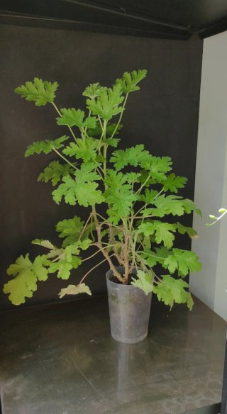 Planta Citronela  Anti-Mosquitos