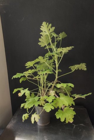 Planta Citronela  Anti-Mosquitos