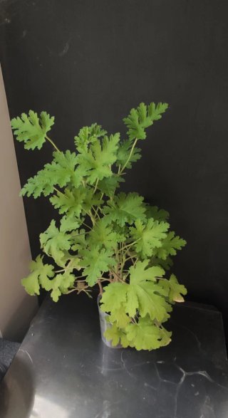 Planta Citronela  Anti-Mosquitos