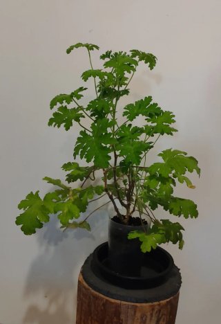 Planta Citronela  Anti-Mosquitos
