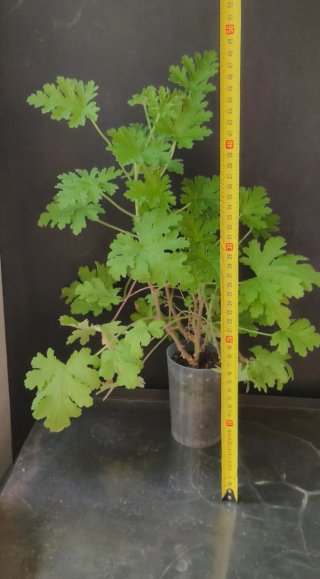 Planta Citronela  Anti-Mosquitos