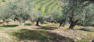 Olivar 145 olivos Manzanilla en Cañamero(Cáceres).