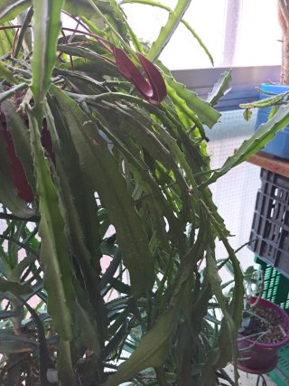 Epiphyllum híbrido colgante