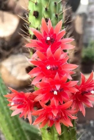 Cleistocactus Samaipatanus Cactus