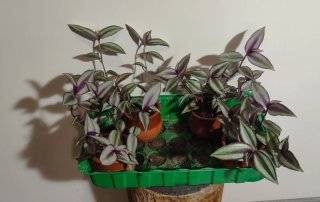 Tradescantia Zebrina Plantas