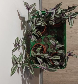Tradescantia Zebrina Plantas