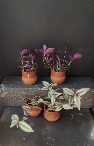 Tradescantia Zebrina Plantas