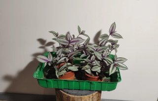 Tradescantia Zebrina Plantas