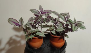 Tradescantia Zebrina Plantas