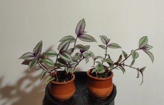 Tradescantia Zebrina Plantas