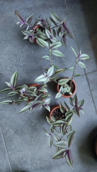 Tradescantia Zebrina Plantas