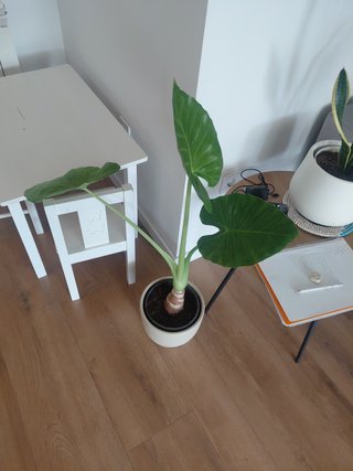 Oreja de Elefante Alocasia maceta planta