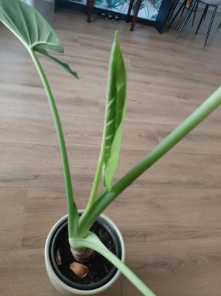 Oreja de Elefante Alocasia maceta planta