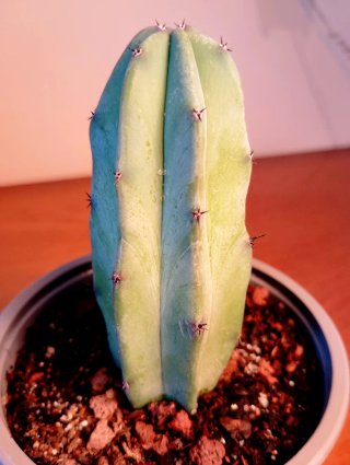 Planta.Myrtillocactus Geometrizans.