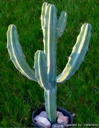 Planta.Myrtillocactus Geometrizans.
