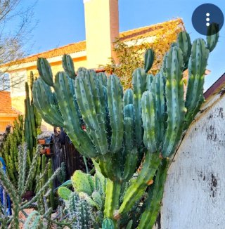 Planta.Myrtillocactus Geometrizans.