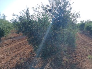 Olivar