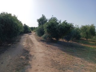 Olivar