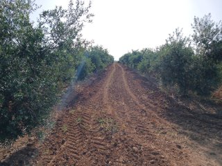 Olivar