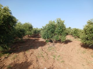 Olivar