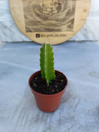 Pitaya
