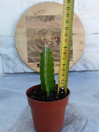 Pitaya