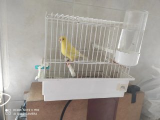 Jaula completa para canario inclye todo .