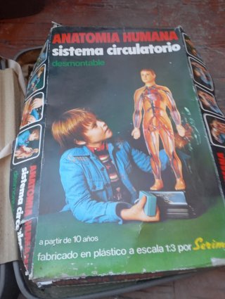 Anatomía Humana Sistema Circulatorio maqueta