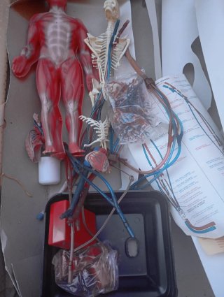 Anatomía Humana Sistema Circulatorio maqueta