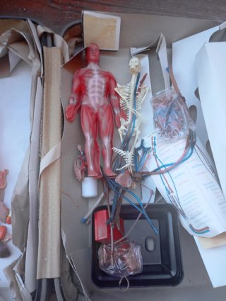 Anatomía Humana Sistema Circulatorio maqueta