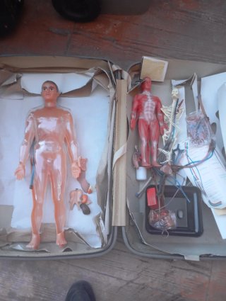Anatomía Humana Sistema Circulatorio maqueta