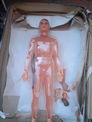 Anatomía Humana Sistema Circulatorio maqueta