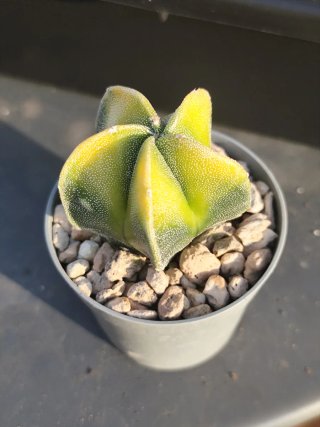 Astrophytum Myriostigma Variegado