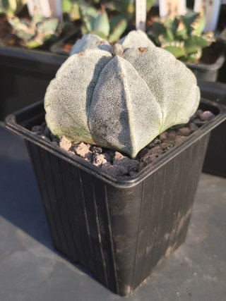 Astrophytum Myriostigma