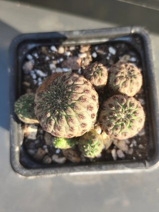 Sulcorebutia Rauschii