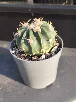 Echinocactus Texensis