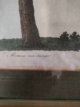 Cuadro antiguo Grabado Botánica Siglo XVIII
