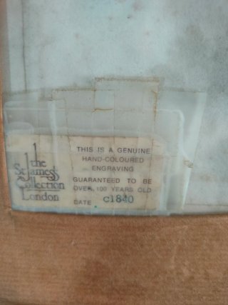 Cuadro antiguo Grabado Botánica Siglo XVIII