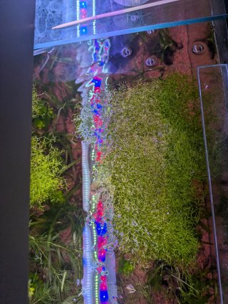 Planta de acuario Riccia