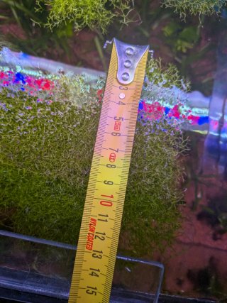 Planta de acuario Riccia