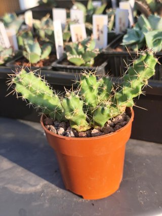 Echinocereus Penthalofus