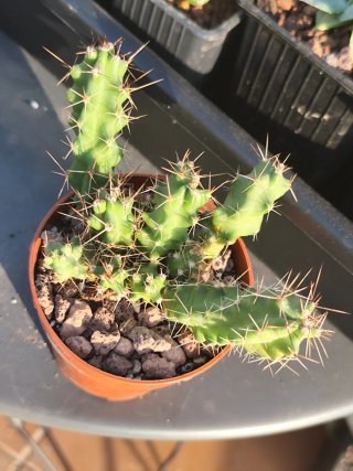 Echinocereus Penthalofus