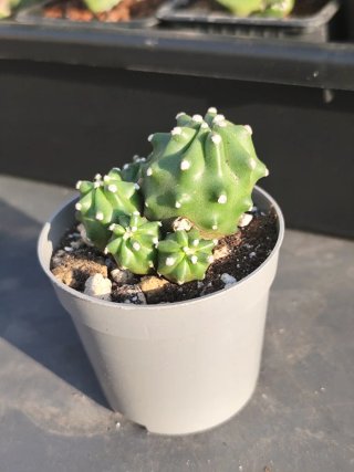 Echinocereus Triglochidiatus