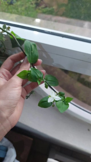 Talea erba miseria con fiore bianco
